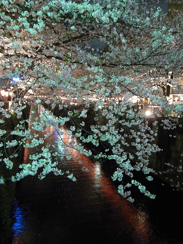 R0020325_ohanami1