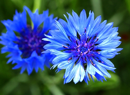 CornflowerDwardBlue